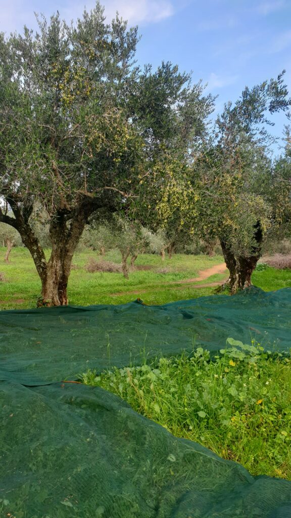 WhatsApp Image 2021-09-14 at 19.47.14