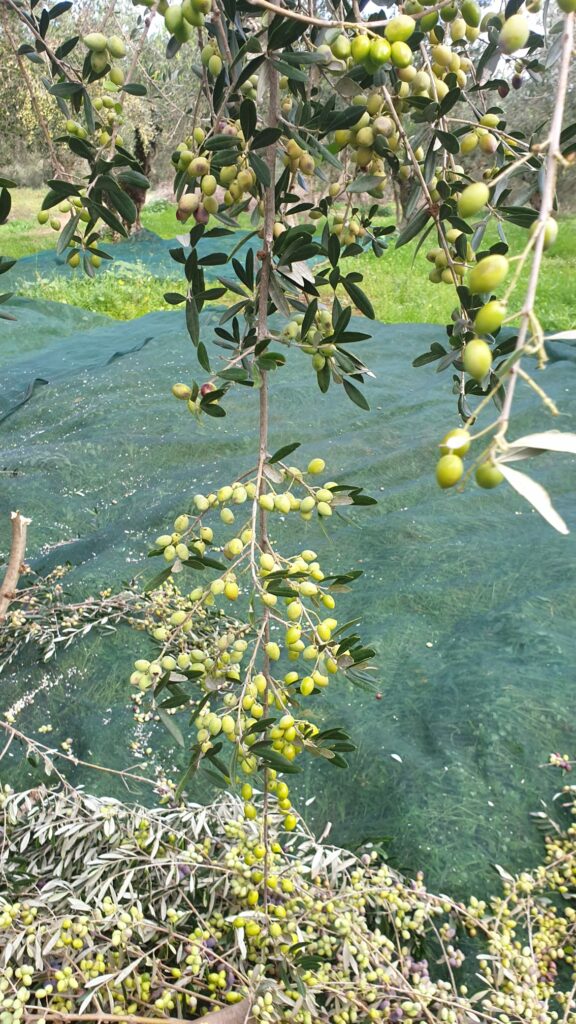 WhatsApp Image 2021-09-14 at 19.47.21