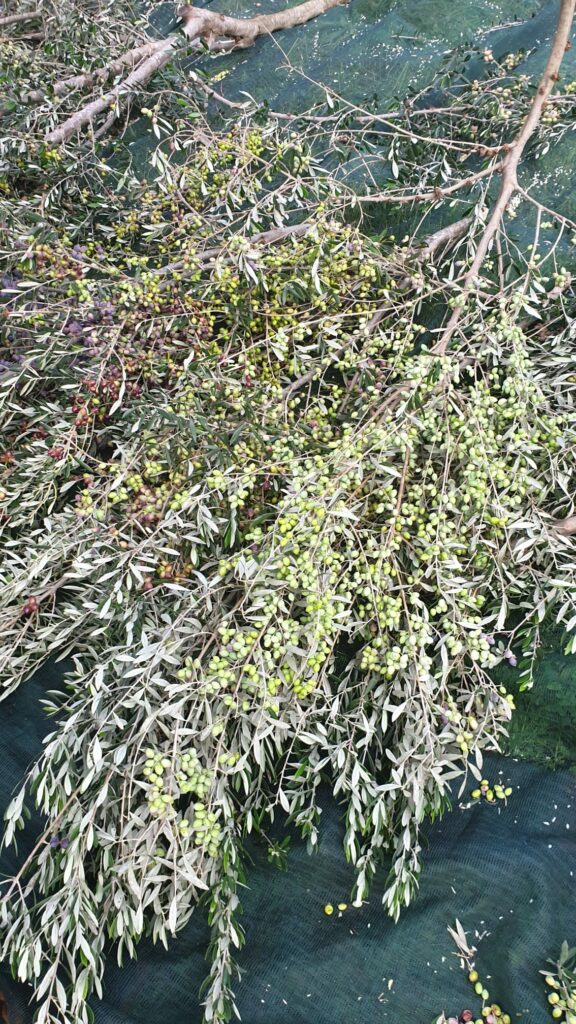 WhatsApp Image 2021-09-14 at 19.47.23